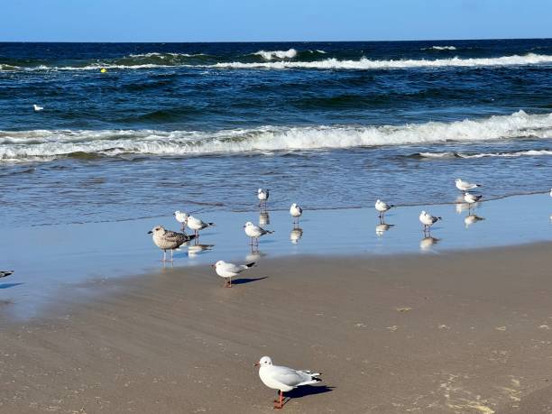 istock Larus marinus standing in the sand on a sunny day by the sea 1436605833