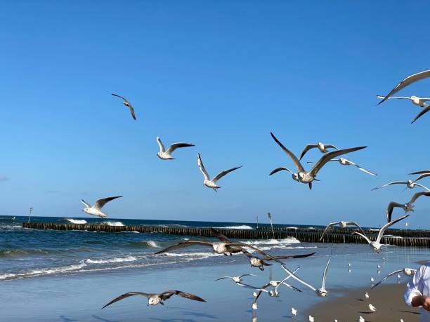 istock Larus marinus flying against the blue sky spread out wings in flight 1436605999