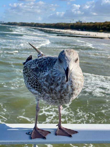 istock Young Larus marinus standing on pier railing on sunny day 1436606000