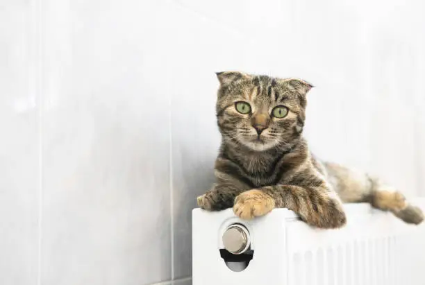 Photo of The pet sits on the radiator and heats up. Domestic kitten in cold weather.