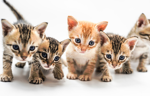 Five cute kittens about one month old on a white background with copy space