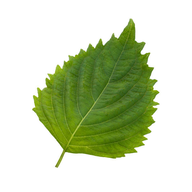 istock Fresh Green Shiso or Oba leaf isolated on white background. 1436606576