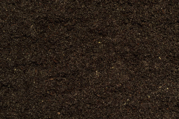 istock A mixture of sand and soil. 1436609390