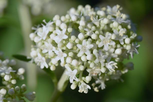 istock White patrinia ( Patrinia villosa ) flowers. 1436609439