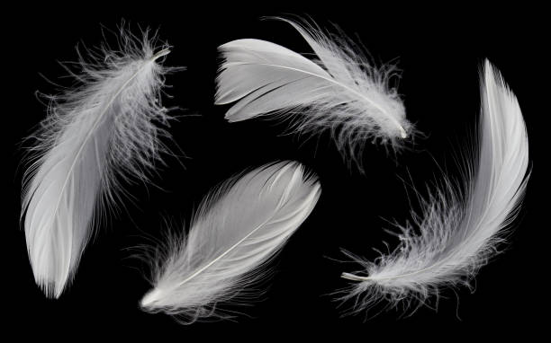 istock Collection of White Feathers Isolated on Black Background. 1436609920