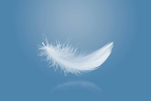 istock Abstract Single White Bird Feather Falling in The Air. Swan Feather Floating with Reflection. 1436609921