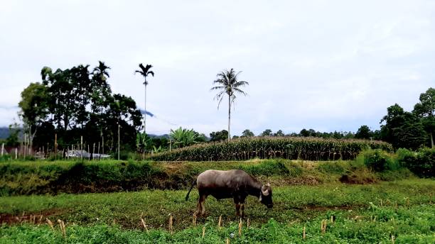 istock Panoramic view of rice fields in Nagari Rao-Rao 1436612965