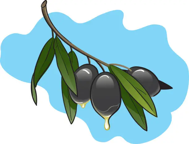 Vector illustration of Twig with olive fruit