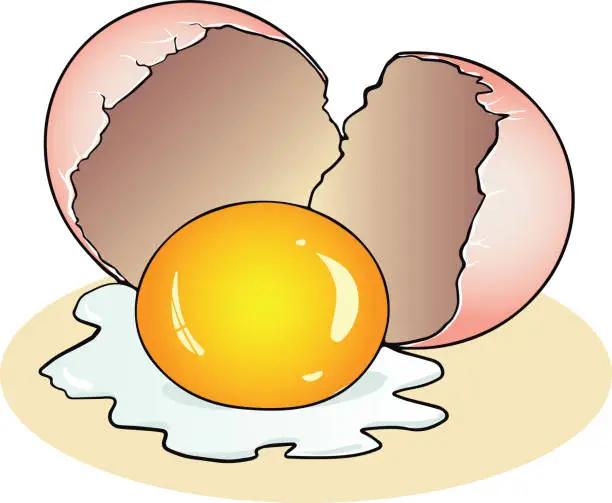 Vector illustration of Broken eggshell with whole yolk