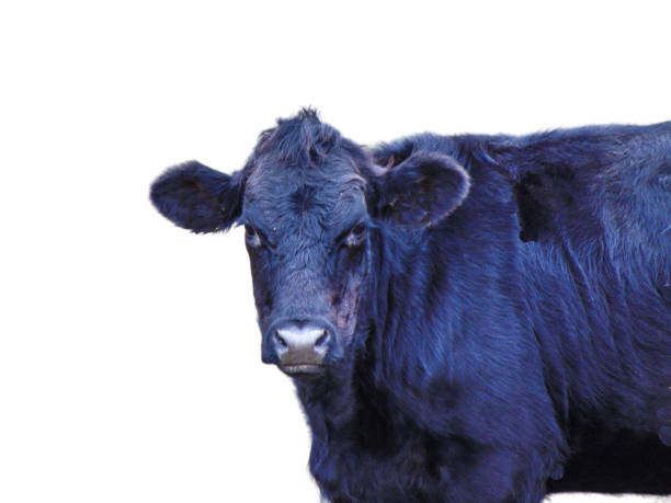 istock Black calf portrait. Calf isolated on white 1436615449