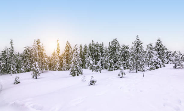 istock Snowy forest landscape in Finland. 1436615479