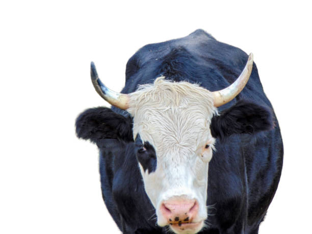 istock A cow with black and white isolated on white background 1436615497