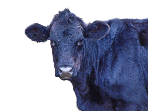 istock Black calf portrait. Calf isolated on white 1436615519