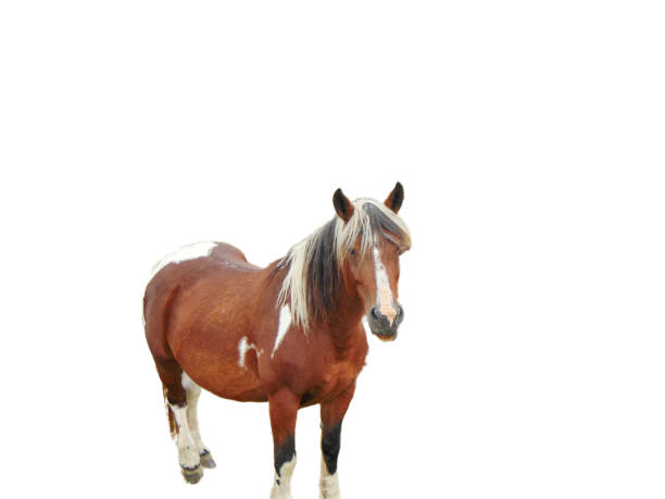 istock Horse isolated on white background 1436615589