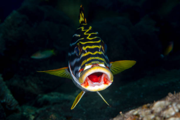 Tropical fish stock photo