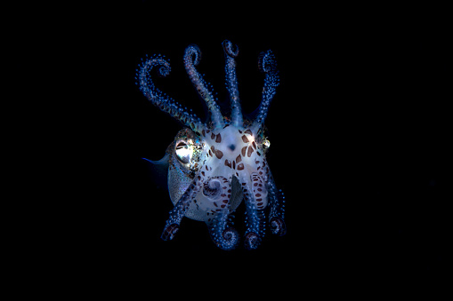 Berry's bobtail squid - Euprymna berryi hunts at night. Underwater world of Tulamben, Bali, Indonesia.
