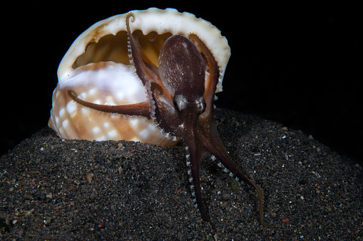 Coconut Octopus - Amphioctopus marginatus builds a house. Underwater night life of Tulamben, Bali, Indonesia.
