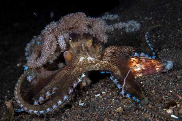 Octopus behavior stock photo