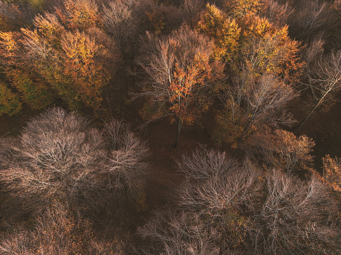Drone aerial view: colourful mixed autumn forest aerial background