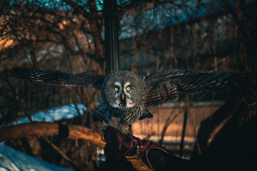Owl spreading wings