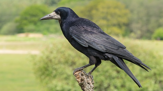 A close-up shot of a rook sitting on a branch