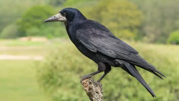 A close-up shot of a rook sitting on a branch