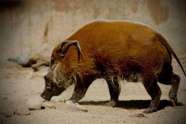 istock Wild Pig in the Wild. 1436621863