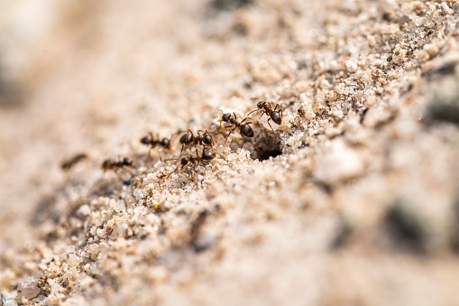 The macro view of ants climbing out of their anthill on a sunny day