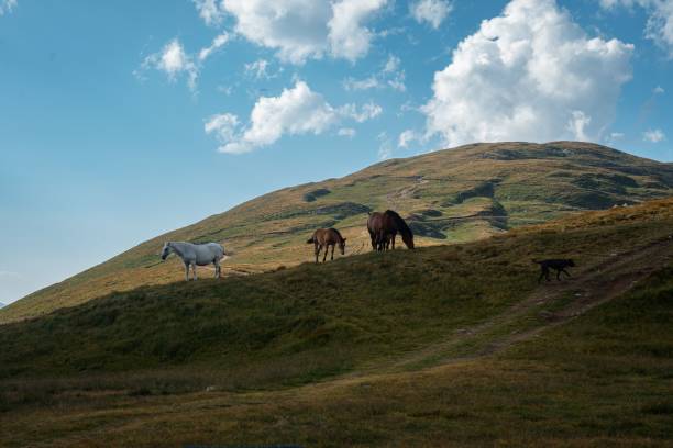istock Horses grazing on the green hillside. 1436622756
