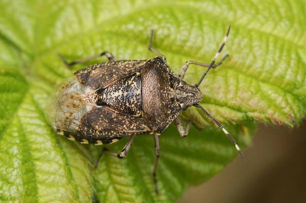 istock Closeup shot of a mottled shieldbug (Rhaphigaster nebulosa ) on a green leaf 1436622930