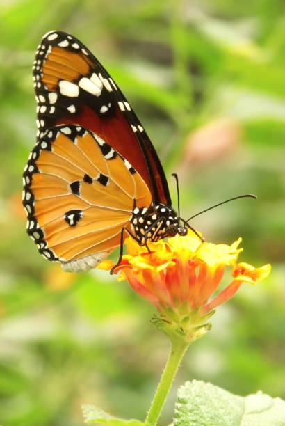 istock Selective focus shot of a plain tiger butterfly (danaus chrysippus) perched on a yellow flower 1436622942