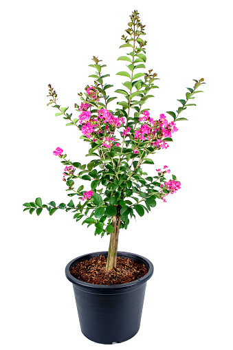 Chinese crape myrtle flower tree in flowerpot isolated on white background. Indian lilac flower plant in flower pot. ( Lythraceae, Lagerstroemia indica )