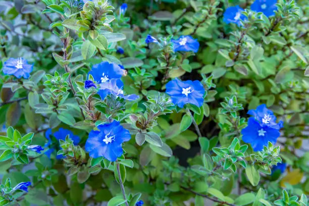 Ground Morning Glory flowers in the garden. Convolvulus sabatius Viv. flower. ( Convolvulaceae ). ( Brazilian Dwarf Morning Glory )