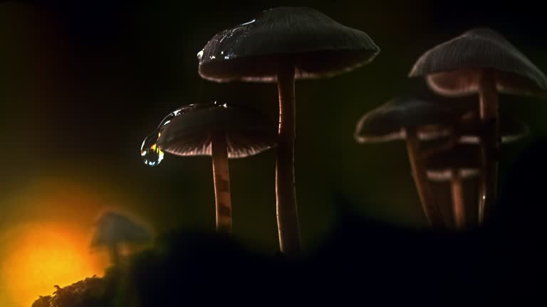 SUPER SLO MO Droplet splashes over the parasol mushroom at sunset