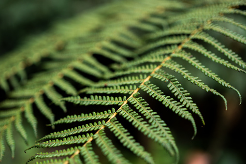 Close up of green fern in forest