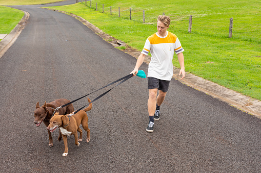 Man walking his dogs on the street