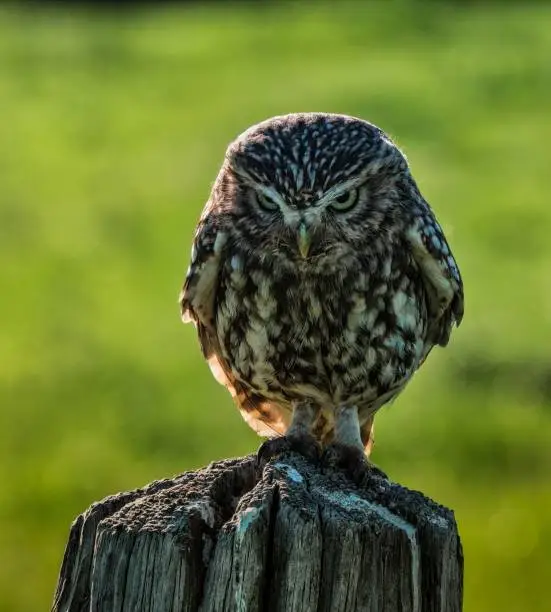 An adorable Little owl on a fencepost looking at the camera with a thoughtful expression