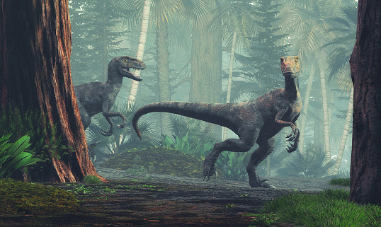 Velociraptor walking through the forest. This Dinosaur lived in the late Cretaceous period.