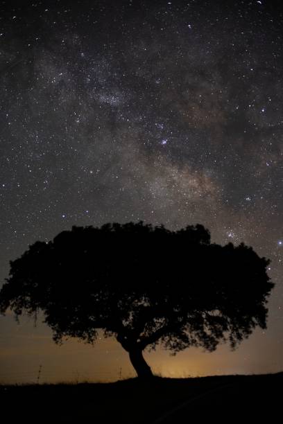 istock Vertical shot of a beautiful tree on a starry day 1436628867