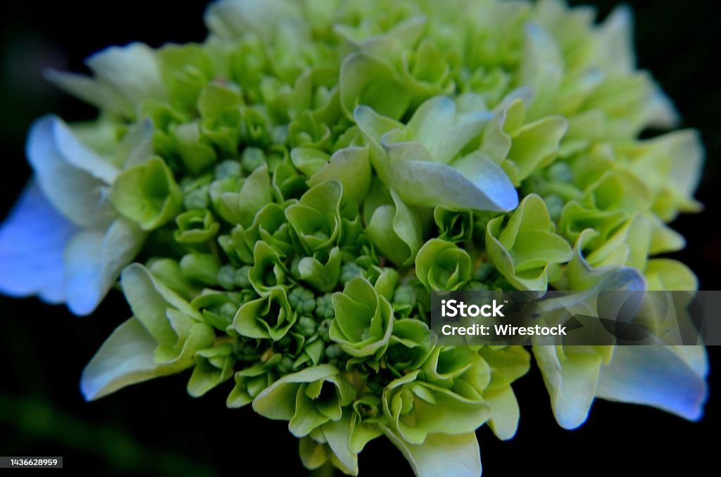 Primer Plano De La Flor De Hortensia Verde Que Comienza A Florecer Foto de  stock y más banco de imágenes de Blanco - Color - iStock