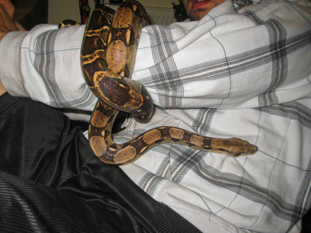 istock Boa Constrictor as a pet wrapped around hand 1436629226