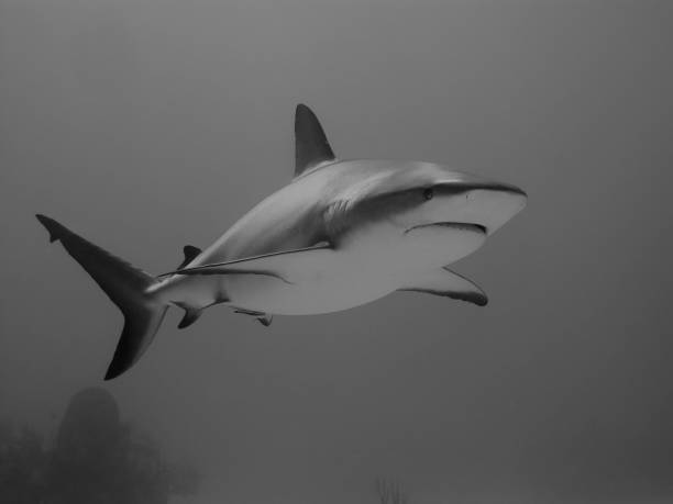 istock Grayscale of a great white shark in the water 1436629271
