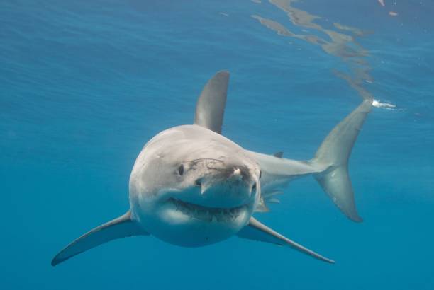 istock Great white shark in the water 1436629273