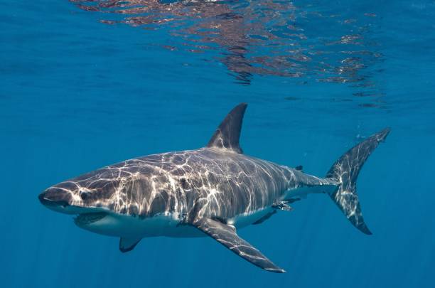 istock Great white shark in the water 1436629277
