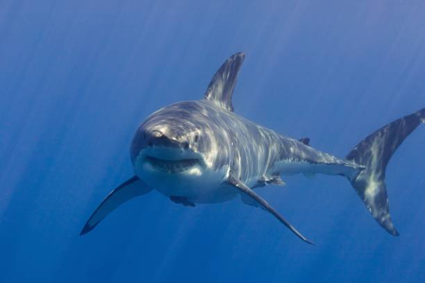 istock Great white shark in the water 1436629281