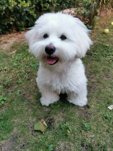 istock Vertical closeup of a cute small white dog. Coton de Tulear. 1436629297