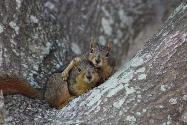 Photo of Closeup of male and female fox squirrels playing in an oak tree.
