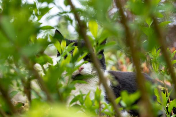 istock Closeup of a cat hiding behind the green branches. 1436630121