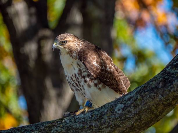 istock Selective focus shot of a red tailed hawk on top of a tree 1436631404
