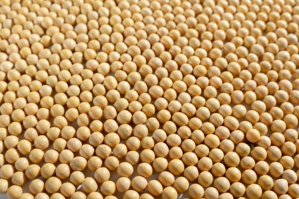 istock Closeup of soy beans background 1436631500